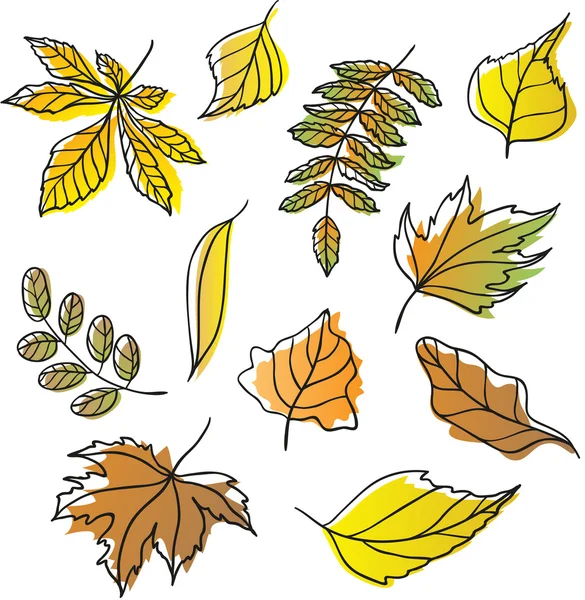 Leaves — Stock Vector