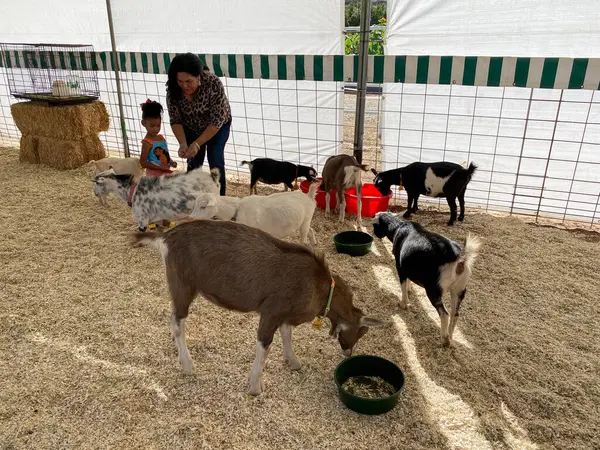 Goats pet zoo in San Diego, California — Stock Photo, Image