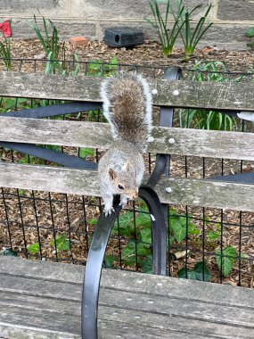 Central Park, New York 'taki küçük sincap..