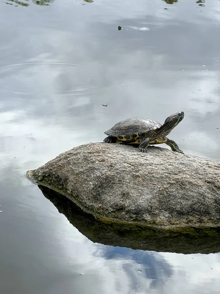 Tortuga acuática sentada sobre roca en estanque de agua dulce —  Fotos de Stock