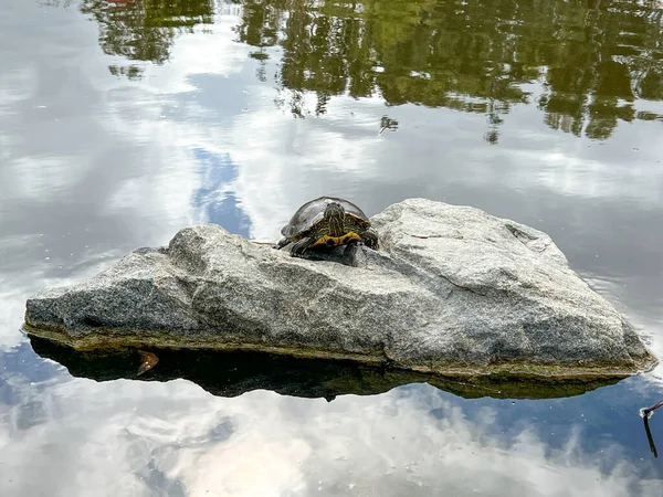 민물 연못의 바위 위에 앉아 있는 물개 거북 — 스톡 사진