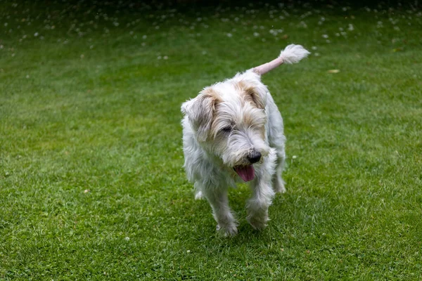 Close Jack Russell Terrier Dog Green Garden — 图库照片