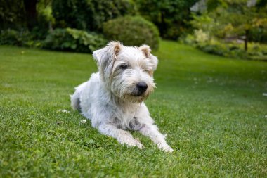 Green Garden 'daki Jack Russell Terrier Dog' u kapatın.