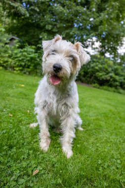 Green Garden 'daki Jack Russell Terrier Dog' u kapatın.