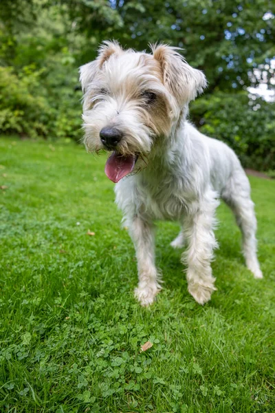 Fechar Jack Russell Terrier Dog Jardim Verde — Fotografia de Stock