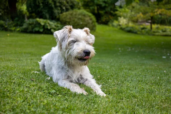 Close Jack Russell Terrier Dog Green Garden — 图库照片
