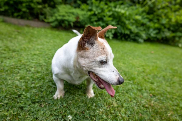 Jack Russell Terrier Dog Green Garden — 图库照片