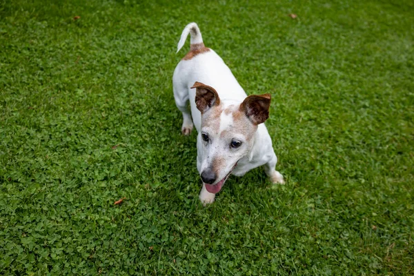 杰克罗素Terrier类型的狗在绿色花园 — 图库照片