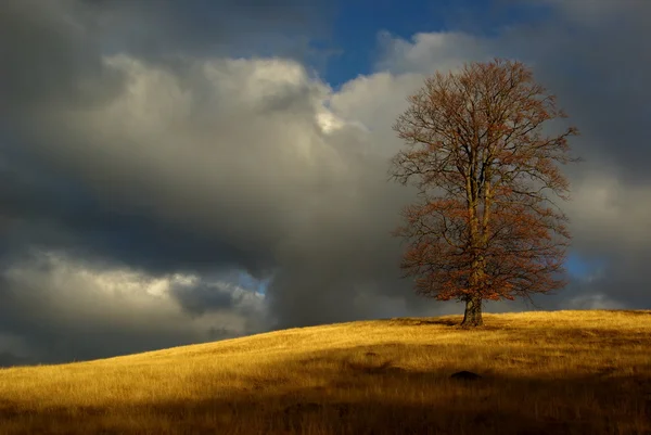 Lonely tree