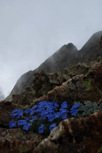 kayalıklar üzerinde mavi çiçekler