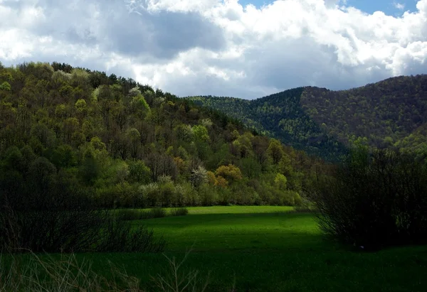 Bahar zaman ormanı yakınlarında