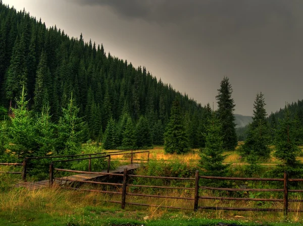 Pine trees in a quiet valley — Stock Photo, Image