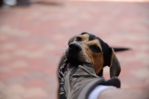 Sur un chien et une chaussure Photos De Stock Libres De Droits