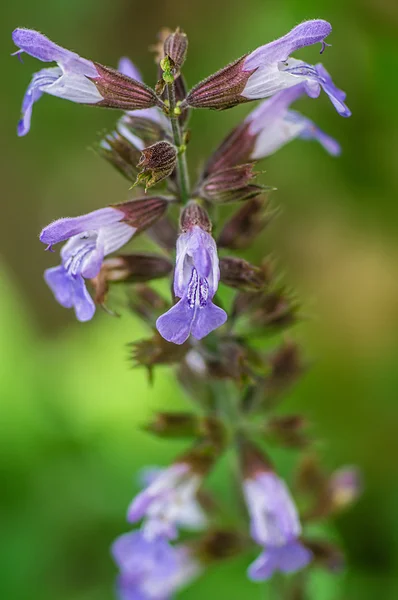 Sage flowers — Stock Photo, Image