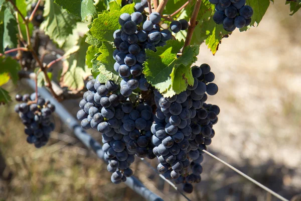 Cabernet Sauvignon — Stok fotoğraf