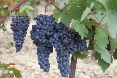 Grapes on vine clipart