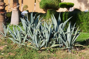 Natural landscape with groving agavas in the garden. Egypt