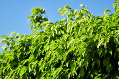 Ficus benjamina with fresh leaves on the blue sky background. 