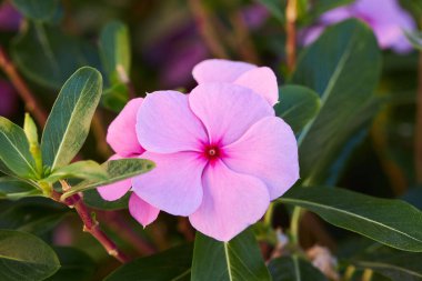 Close up of beautiful pink Catharanthus roseus. It is also known as Cape periwinkle, graveyard plant, old maid, annual vinca multiflora, Apocynaceae flowering plants, medicinal herb