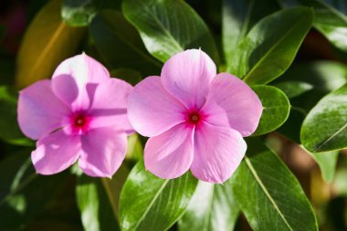 Close up of beautiful pink Catharanthus roseus. It is also known as Cape periwinkle, graveyard plant, old maid, annual vinca multiflora, Apocynaceae flowering plants, medicinal herb