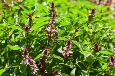 Origanum (oregano) vulgare grows in the garden. Flowers of origanum vulgare, natural background.