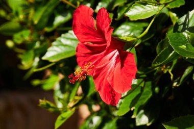 Hibiscus rosa-sinensis, Çin amfibisi, Çin gülü, Hawaii amfibisi, gül gülü ve nalburu olarak da bilinir..