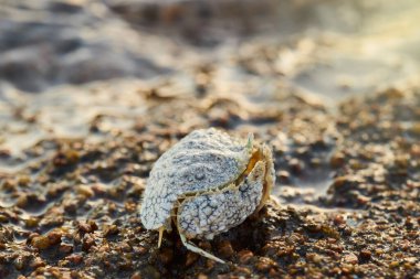 Common box-crab (Calappa philargius, Calappa Calappa) in the sand on the sea beach