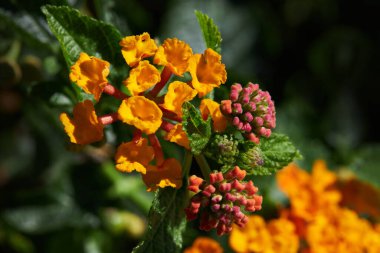 Close up of Lantana camara flower (Cloth of gold, Hedge flower, Lantana, Weeping lantana, White sage)