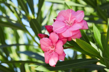 Flowering pink flowers of Oleander Nerium, close up. Blossoming tree.