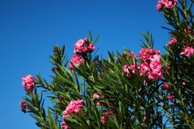 Flowering pink flowers of Oleander Nerium on a blue sky background. Blossoming tree.