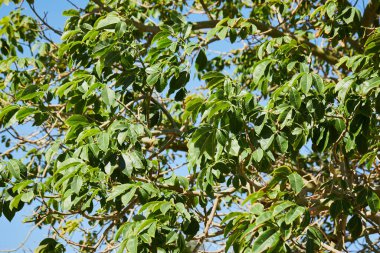 Ceiba speciosa foliage. Chorisia Speciosa silk floss tree