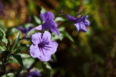 Ruellia simplex. Ruellia tuberosa, also known as minnieroot, fever root, snapdragon root and sheep potato. Ruellia tuberosa. Violet wild petunia. 