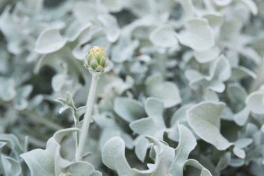 Beautiful silver leaves and yellow flowers of Centaurea cineraria (Dusty miller) blooming outdoors