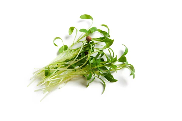 Heap Sprouted Coriander Seeds Isolated White Coriander Microgreens — 图库照片
