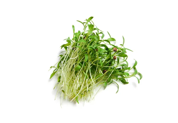 Heap Sprouted Coriander Seeds Isolated White Coriander Microgreens — Stockfoto
