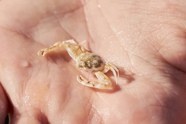 Tiny  opilio crab in the hand close up. Chionoecetes opilio