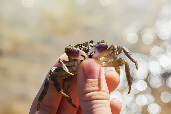 Small Warty Crab Hand Sea Background Eriphia Verrucosa — 스톡 사진