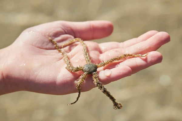 Brittle Star Palm Ophiuroids Echinoderms Class Ophiuroidea Closely Related Starfish — 스톡 사진