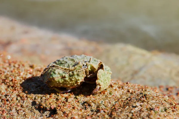 Common Box Crab Calappa Philargius Calappa Calappa Sand Sea Beach — 스톡 사진