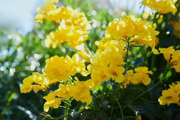 Close Beautiful Blooming Yellow Flowers Tecoma Stans Yellow Elder Trumpetbush — стоковое фото