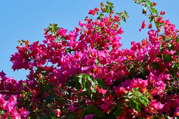 Beautiful Blossom Magenta Bougainvillea Bougainvillea Glabra Choisy Bougainvillea Flowers Texture — стоковое фото