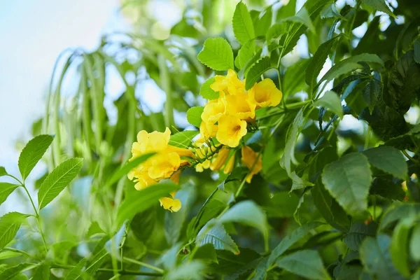 Close Beautiful Blooming Yellow Flowers Tecoma Stans Yellow Elder Trumpetbush — стоковое фото