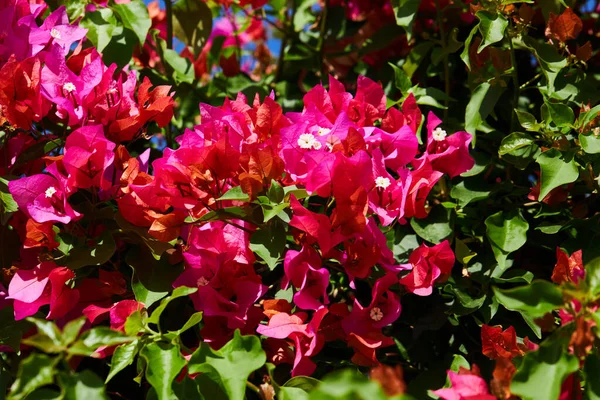 Beautiful Blossom Magenta Bougainvillea Bougainvillea Glabra Choisy Bougainvillea Flowers Texture — Stock Photo, Image
