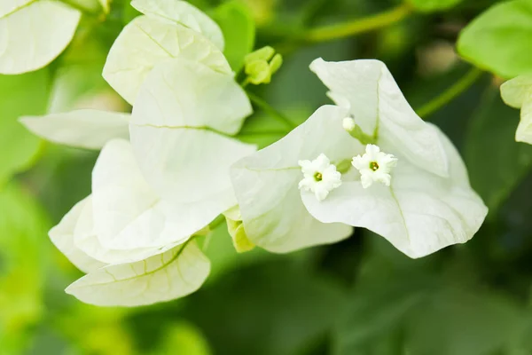 Close Beautiful Blossom White Bougainvillea Bougainvillea Glabra Choisy — Fotografia de Stock