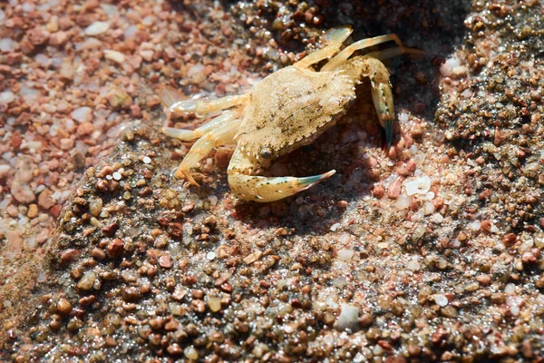 Small Warty Crab Sea Background Eriphia Verrucosa — 스톡 사진