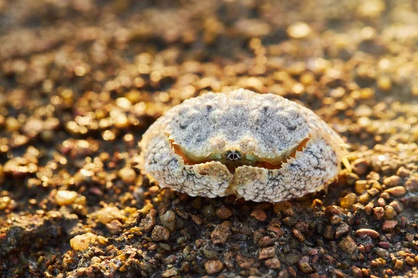 Common Box Crab Calappa Philargius Calappa Calappa Sand Sea Beach — Stock Photo, Image