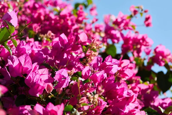 Beautiful Blossom Magenta Bougainvillea Bougainvillea Glabra Choisy Bougainvillea Flowers Texture — Stock Photo, Image