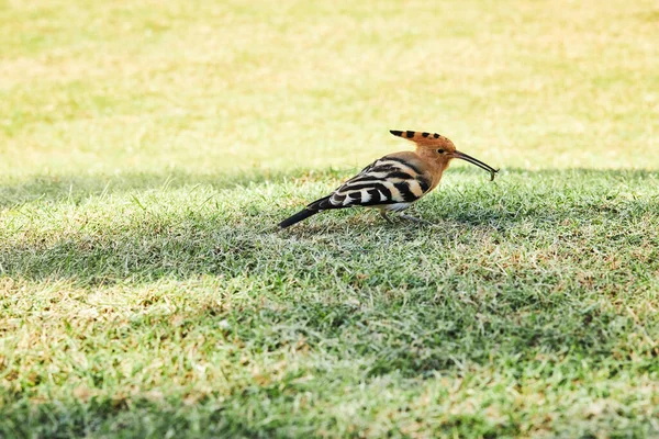 Eurasian Hoopoe or Common hoopoe (Upupa epops) is looking for bugs in the green grass