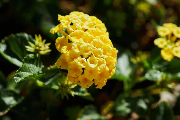 Close Lantana Camara Flower Cloth Gold Hedge Flower Lantana Weeping — Stockfoto