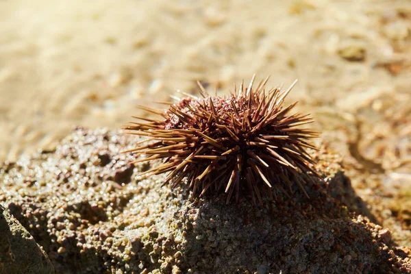 Sea Urchin Stone Beach Sea — 스톡 사진